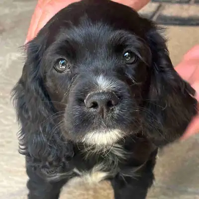 Brittany Cocker Spaniel, View more