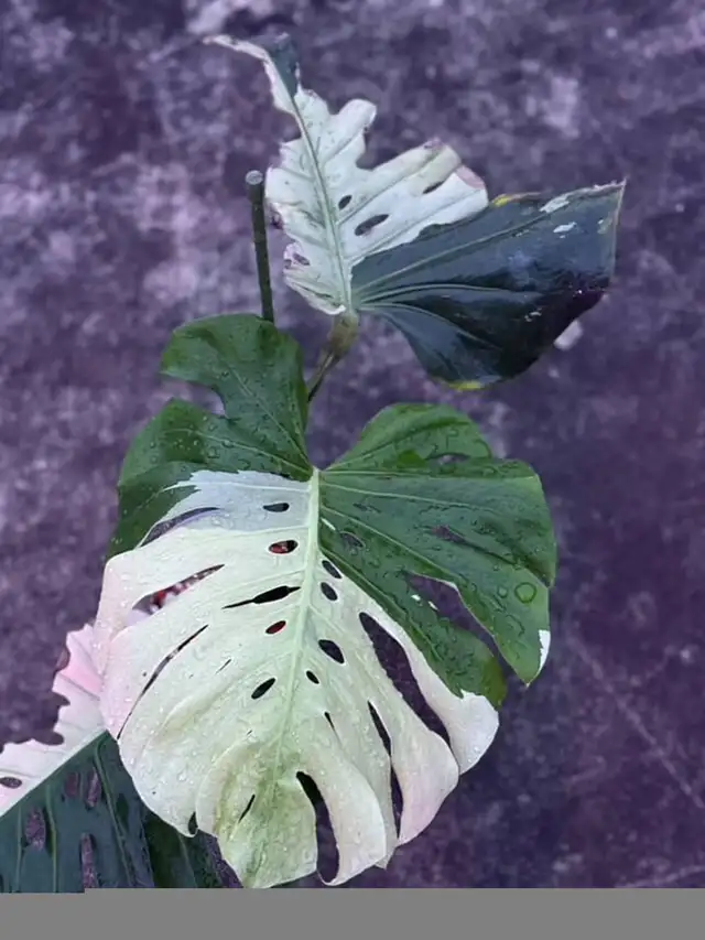 Flash sales on rare monstera wetsticks- 3 wetsticks $100 in Plants, Fertilizer & Soil in City of Toronto - Image 9