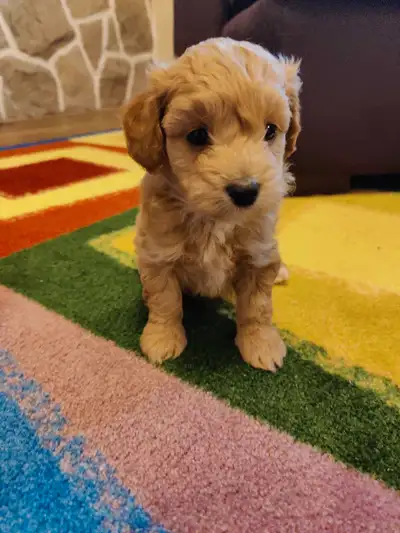 Maltipoo puppy, View more