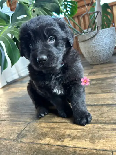 Golden Retriever x German Shepherd puppies, View more