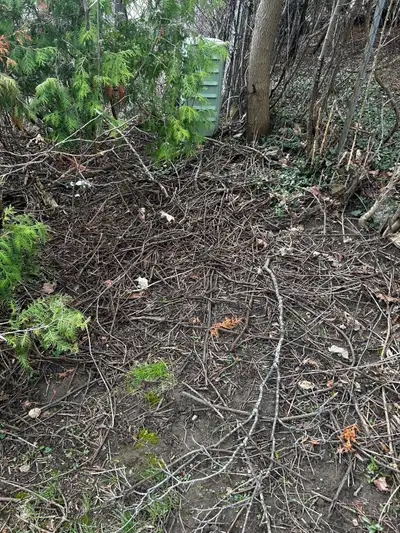 branches from backyard , View more