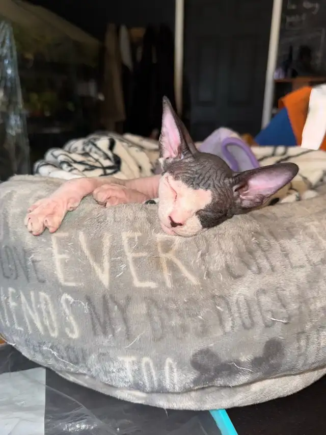 SPHYNX chat in Cats & Kittens for Rehoming in Laurentides - Image 2