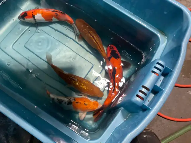 true Japanese koi in Fish for Rehoming in Calgary - Image 4