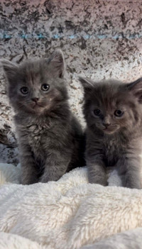 Males Kittens  Russian blue kittens ready to go 