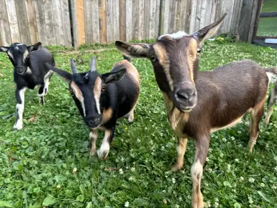 Purebred Nigerian, dwarf goats, family of five These five Nigerian dwarf goats are located in PICKER...