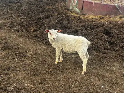 Charollais ram, View more