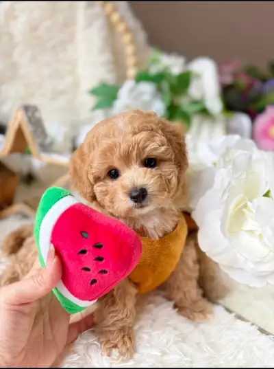 Tiny/Toy size Teddy Bear Puppies for sale, View more
