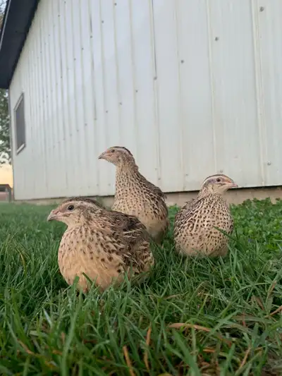 Jumbo Coturnix quail hens , View more