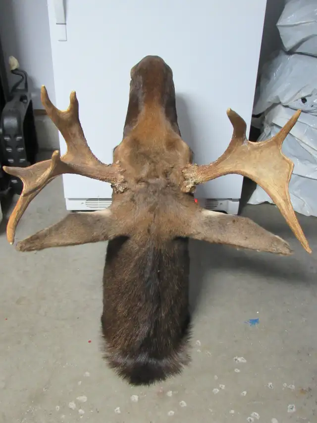 moose head559281034096824323