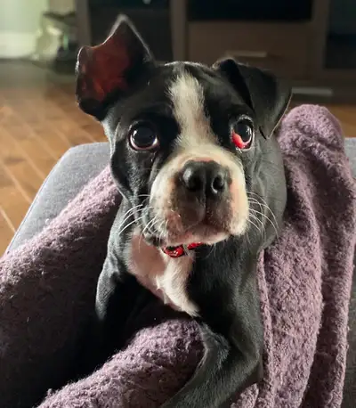 Willy est un Boston terrier de 3 mois qui demeure toujours avec ses parents! Il aimerait trouver sa...