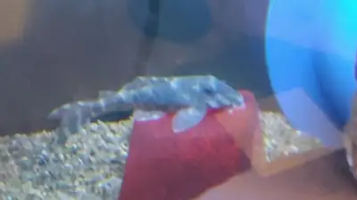 2 juvenile L127 Pleco for 40$. Babies 3 for $25( need at least 4 order to give you a pickup time and...