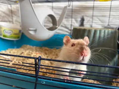 Cute single rat Draco up for adoption, View more