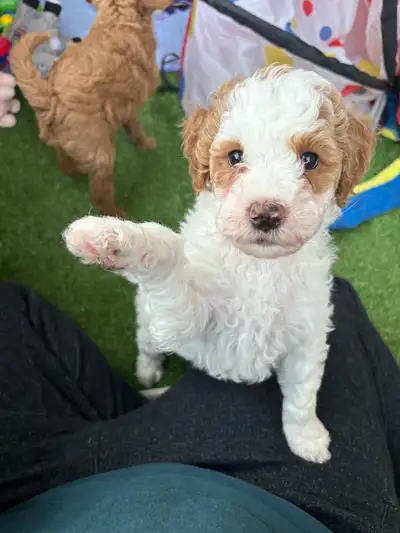 We are looking for the perfect home for a mini goldendoodle female. For more information and details...