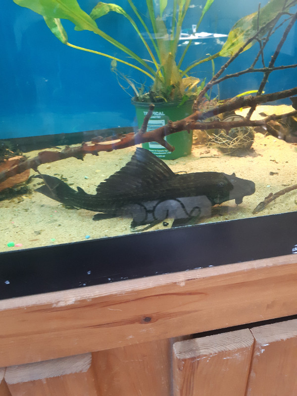 3x lg pleco in Fish for Rehoming in Brandon - Image 2