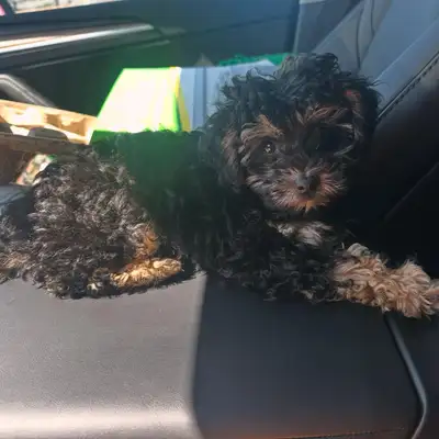 Adorable and Available Female Companion , View more