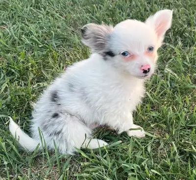 Two adorable male Blue Merle Papillon puppies are ready to join their new families! Raised in a live...