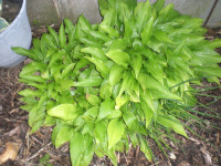 Plants for Sale Hosta's , Garlic Chives & Onion Chives