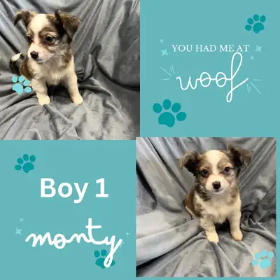 Chihuahua puppies - 2 available, View more