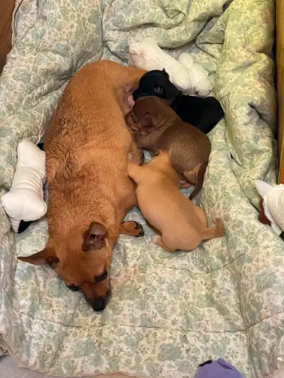 CHIHUAHUA PUPPIES MALE , View more