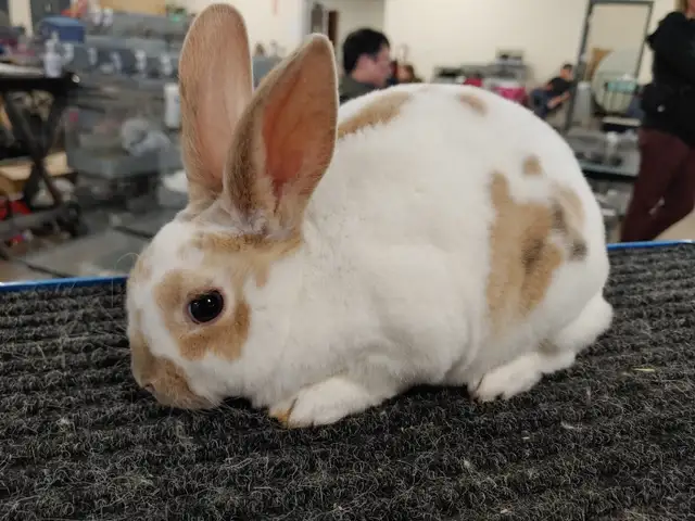 EXTRAORDINARY MINI REX BABY BUNNY RABBITS in Small Animals for Rehoming in City of Toronto - Image 6