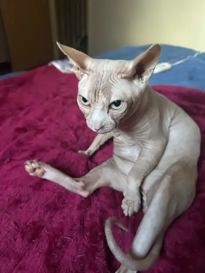 sphinx cat for sale, View more