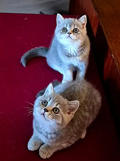 Chatons british shorthair, View more