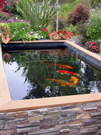 Koi pond with Huge Koi for sale