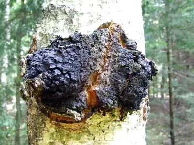 Chagas Mushroom, Champignon Chagas, View more