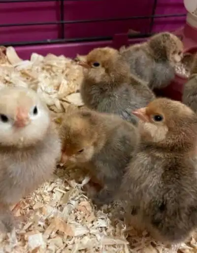 Belgian d’uccle millie fleur chicks, View more