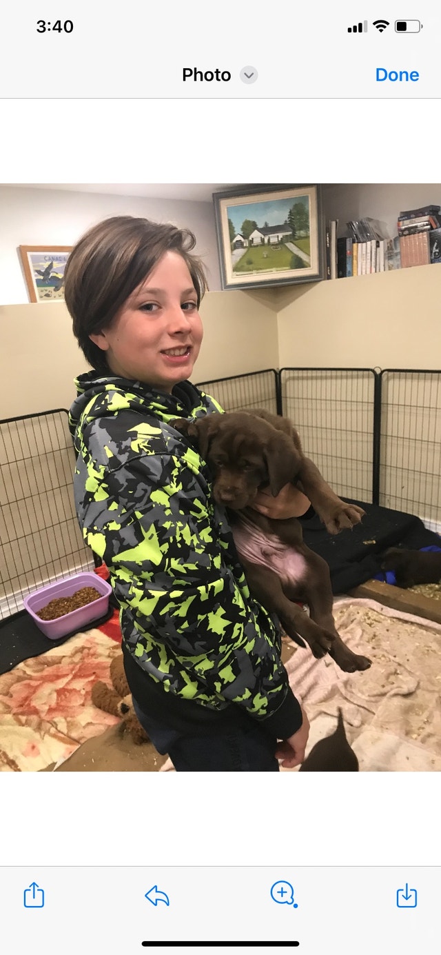 Pure bread lab (Keswick) Dogs & Puppies for Rehoming Markham / York