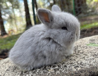 Baby Purebred Holland Lop bunnies