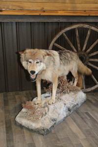 Various taxidermy mounts
