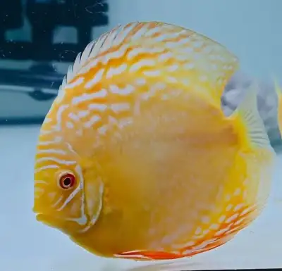 Beautiful discus fish at Fins8 - Shipping Canada wide, View more