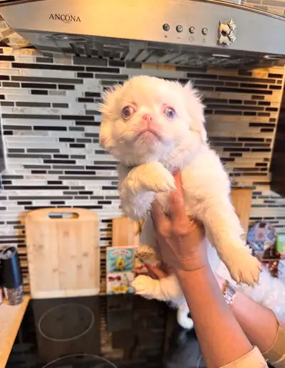PURE BREED PINK BLUE-EYED PEKINGESE PUPPIES, View more