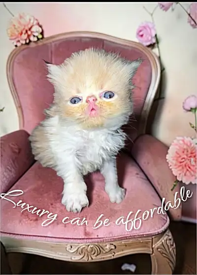 Pretty and purring  Persian kittens ((boys and girls ), View more
