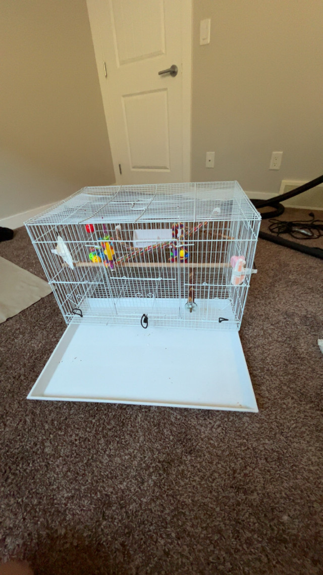 2 love birds + cage and all supplies  in Birds for Rehoming in Calgary - Image 3