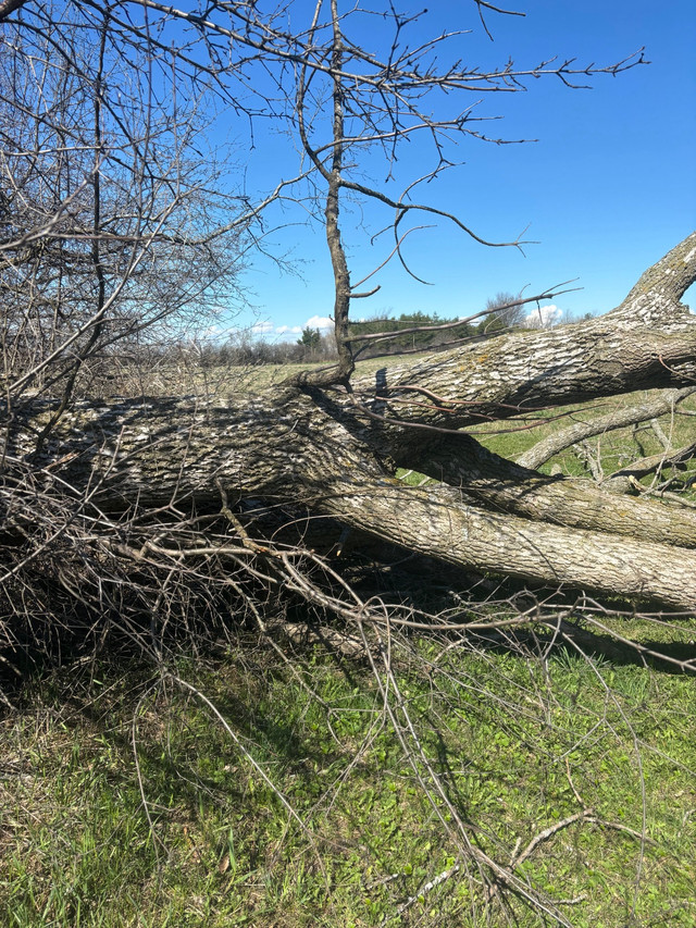 Free Wood   in Free Stuff in Kawartha Lakes - Image 3