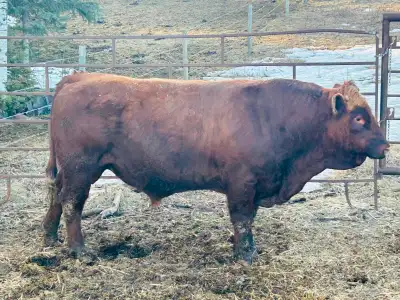 Simmental Bull, View more