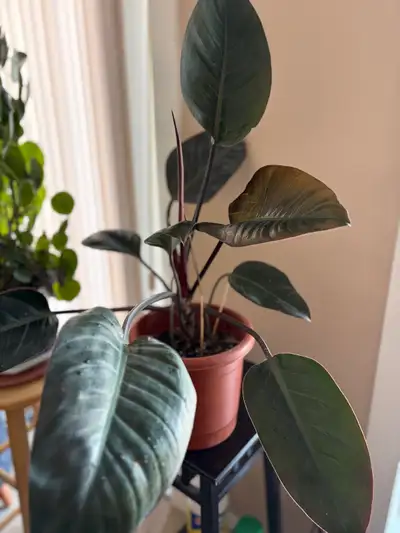 Blushing Philodendron plant, View more