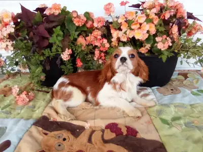 Cavalier King Charles Spaniels!, View more