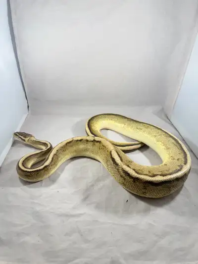 Pair of G-stripe ball python will trade , View more