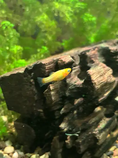 10 mollies for $30, View more