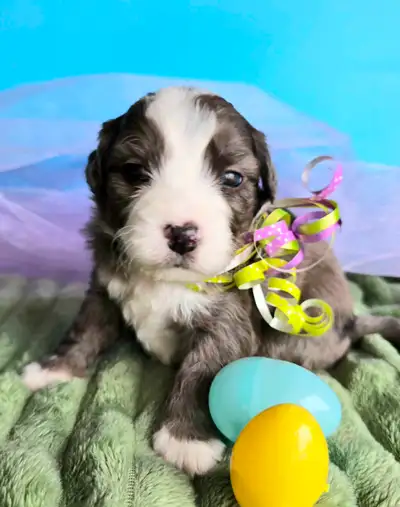 Mini & Micro Bernedoodle puppies, View more