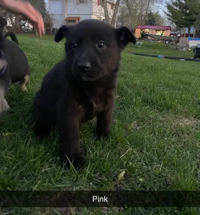 German Sheppard puppies Father is King Sheppard Mother is german Sheppard 2 males, dk green ,light g...