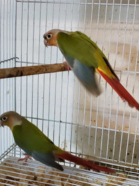 Young breeding pairs and single conures (not tame)