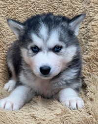 Siberian Husky Puppies (Blue eyes)