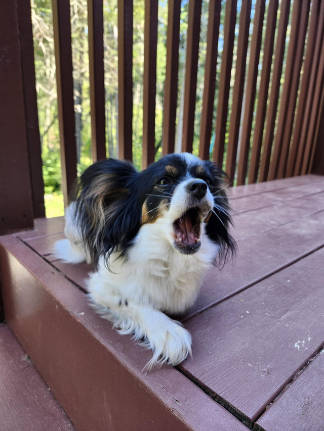 Épagneul papillon femelle 3 ans dans Chiens et chiots à adopter  à Laurentides - Image 3