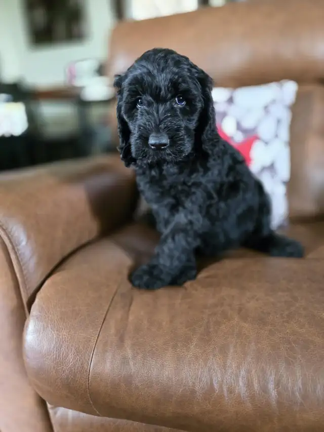 Guardian Program Applications Are OPEN! in Dogs & Puppies for Rehoming in Oakville / Halton Region - Image 3