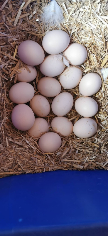 Hatching Eggs for Sale in Livestock in Windsor Region - Image 2