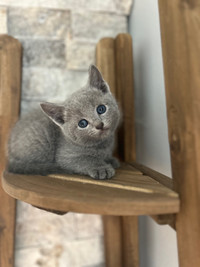 TICA registered Russian Blue Kittens 